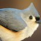 I spy, with my little eye, a Tufted Titmouse!