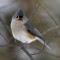 Snowy Day Tufted Titmouse