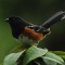 Spotted Towhee Sitting Pretty