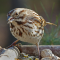 A tray feeder gets a visit from a Song Sparrow