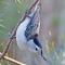 White-breasted Nuthatch on a pine branch