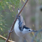 White-breasted Nuthatch on a pine branch
