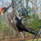 A male Pileated Woodpecker at a suet feeder