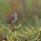Endangered Belding’s Savannah Sparrow on Sueda