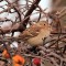 Fall Field Sparrow – Spizella pusilla