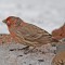 Red Rocks Trading Post sick House Finch