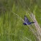 Blue Grosbeak flying