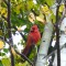 Cardinal in Birch Tree