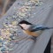 Chickadee Buffet