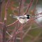 Black-capped Chickadee in the Crabapple