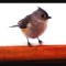 Tufted Titmouse at the cabin