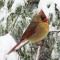 Female cardinal in snowstorm