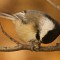 Black-capped Chickadee attacking Sunflower Seed