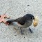 titmouse and his peanut