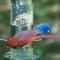 Colorful Cardinalidae