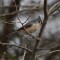 Tufted Titmouse—–Just so adorable!!!!!!