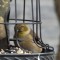 American goldfinch possible house finch eye disease