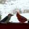 Cardinal & Red-bellied