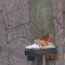 cardinal gets revenge on the squirrels