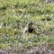 Eastern Meadowlark