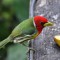 Red-headed Barbet in Costa Rica