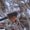 Towhee in the snow~