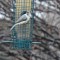Titmouse – Are you looking at me?