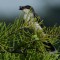 Eastern Kingbird with berry