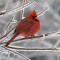 Cardinal in the ice