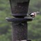 Chestnut-backed and Black-capped chickadees