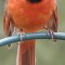 Grumpy Northern Cardinal