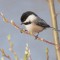 Black-capped Chickadee in Spring