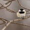 Hang In There- Chickadee on a Cold Day