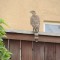 hawk with sparrow