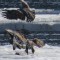 Eagles fighting over a fish