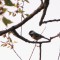 A Chickadee Singing in the Evening in Spring
