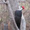 Pileated Woodpecker enjoying some suet
