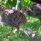 Turkey chicks with a chipmunk photobomber surprise at the birdfeeder.