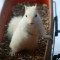 Snow, the white morph squirrel stops by for some good eats!