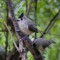 Black-crested Titmouse