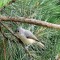 Tufted Titmouse in Pine Tree