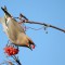 Bohemian Waxwing tossing a Mt. Ash berry.