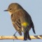 Female Yellow Rumped Warbler