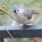 Tufted Titmouse with Injured or Deformed Leg