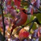 Northern Cardinal in Dogwood