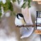 Adorable little Black-capped Chickadee