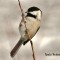 Foraging Black-capped Chickadee