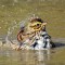 Savannah Sparrow Bathing