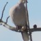 Eurasian Colored-Dove with Growth?