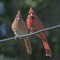 Couple of cardinals